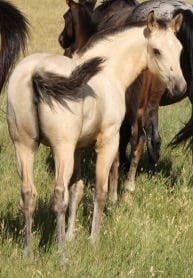 Buckskin filly