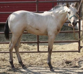 Buckskin filly