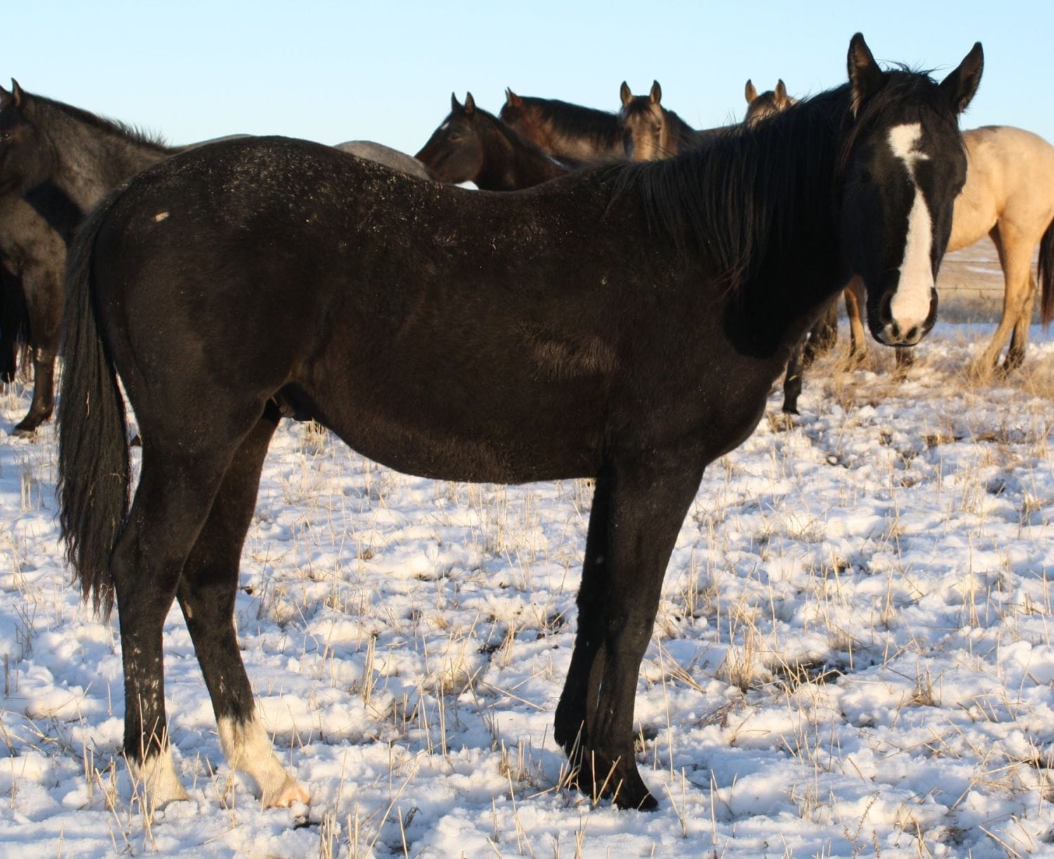 MRI Coal Dusted Doc-sold