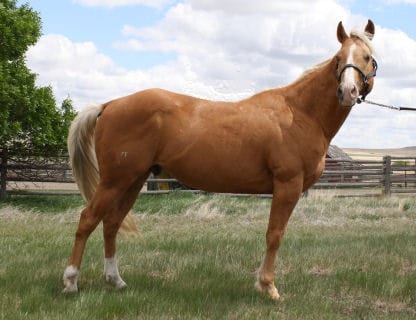 TRI The Pepsmoke - Palomino Stallion