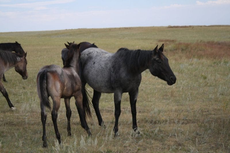 Mahlstedt Ranch roan filly bred to cut