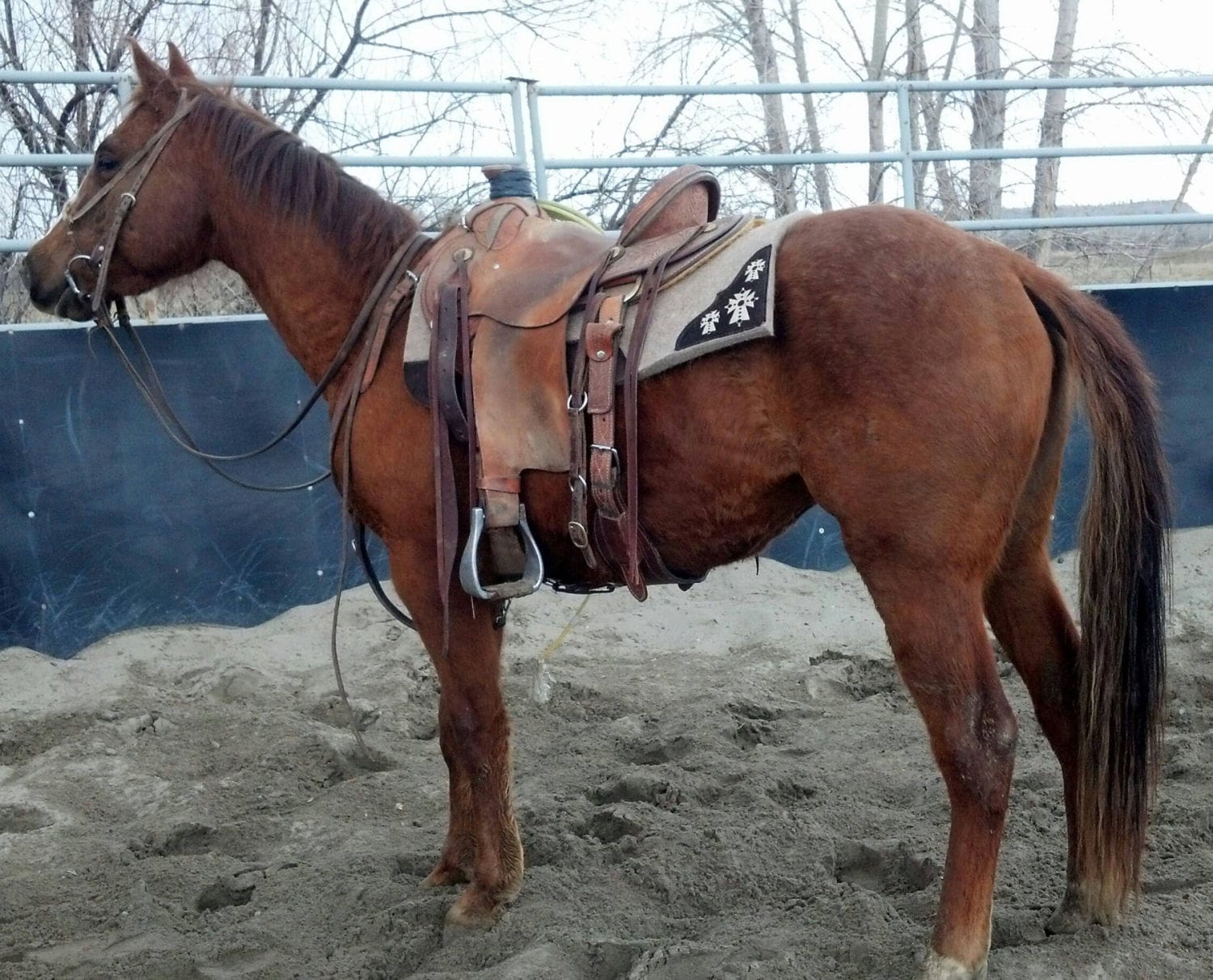 2010 gelding in training