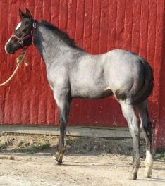 Bay Roan Colt