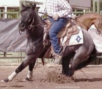 Sanrose Blue Colonel