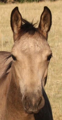Buckskin stallion