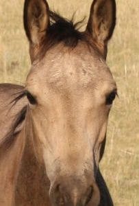 Buckskin stallion