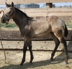Buckskin stallion