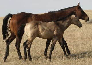 Buckskin stallion