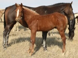 Sorrel colt
