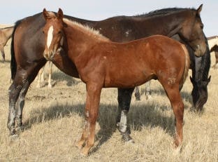 Sorrel colt