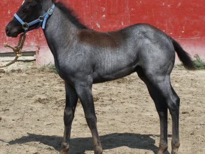 2013 blue roan stallion prospect at Mahlstedt Ranch, Montana