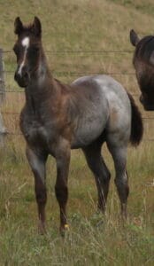 2013 Mahlstedt Ranch blue roan stallion
