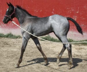 2013 Mahlstedt Ranch blue roan stud colt