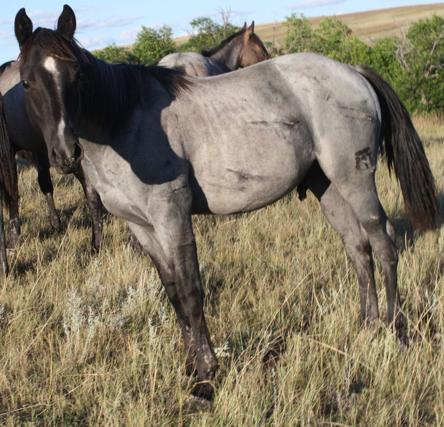 MRI Frosty Blue, aqha 5567651-sold