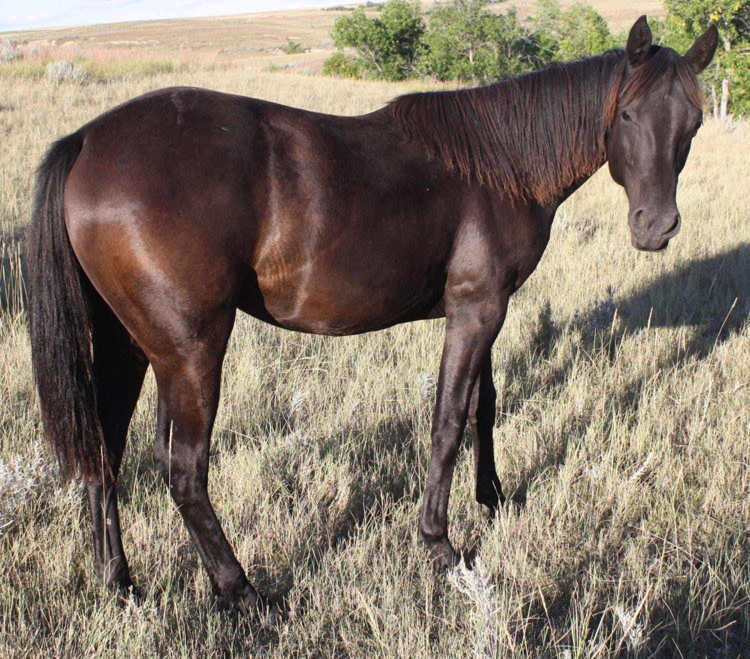 MRI Charming Symphony, aqha 5567642 – sold