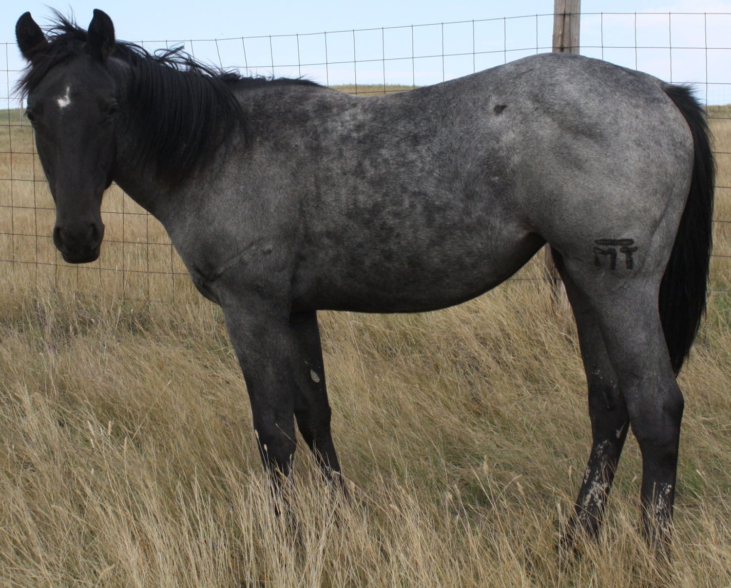 MRI Blue Raindrop, aqha 5557465-sold