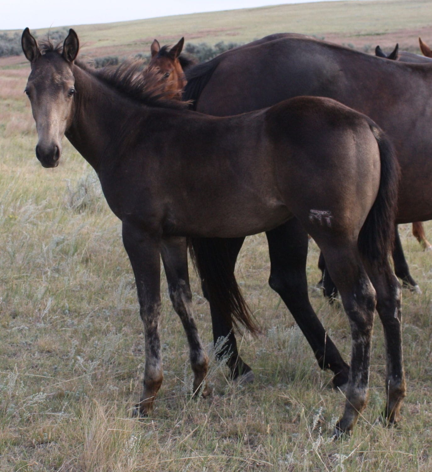 MRI King Smoke – sold