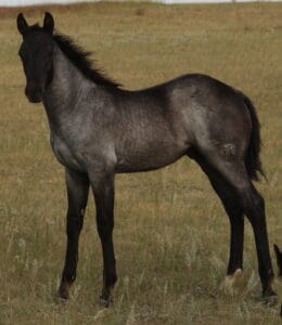 2013 blue roan Mahlstedt Ranch stud colt