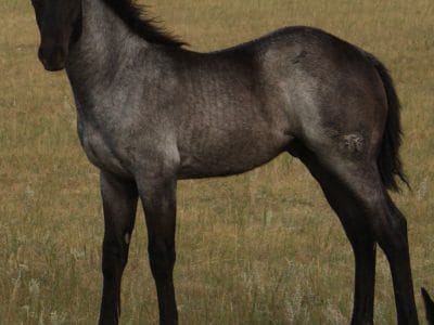 2013 blue roan Mahlstedt Ranch stud colt