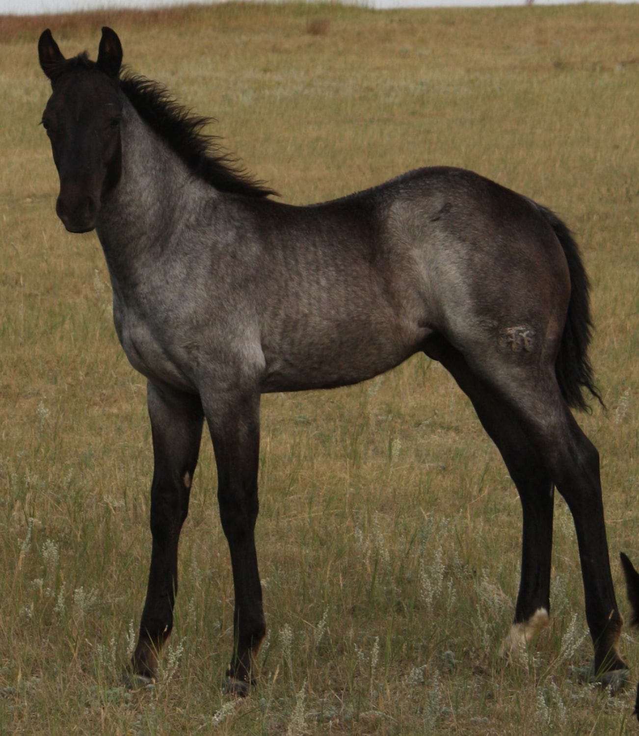 2013 blue roan Mahlstedt Ranch stud colt