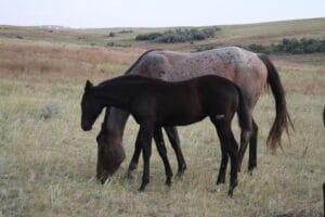 2013 black Quarter Horse filly
