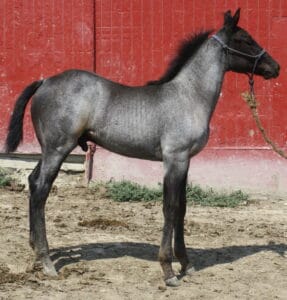 2013 Mahlstedt Ranch blue roan stud colt