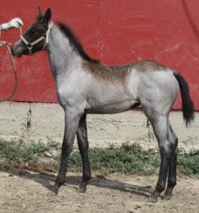 2013 gray Mahlstedt Ranch filly