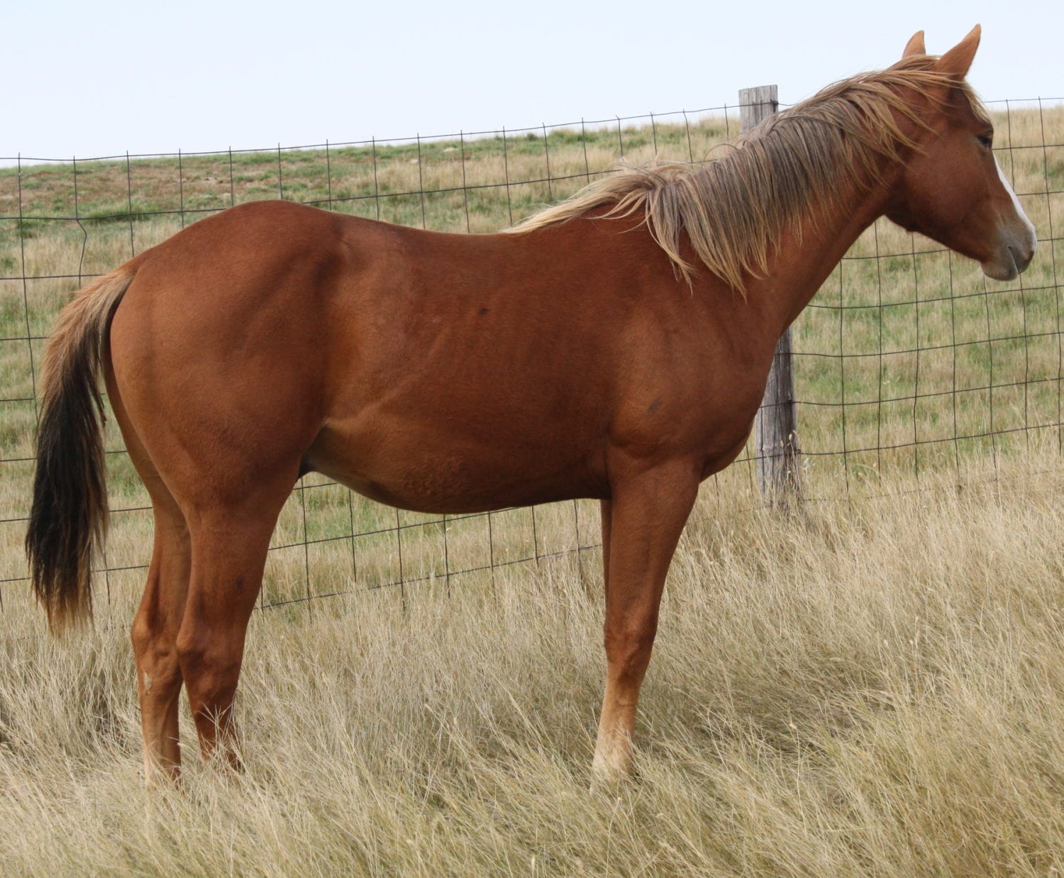 MRI Skillzone, aqha 5557452 – sold