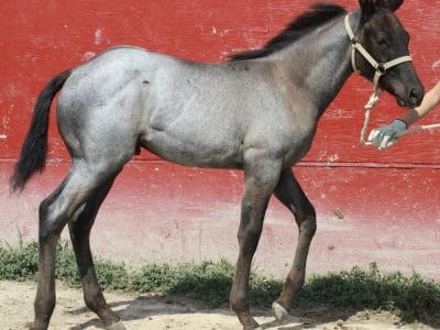 2013 Mahlstedt Ranch roan stud colt