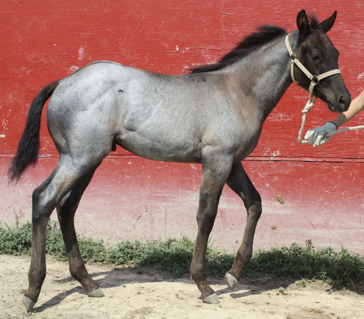 2013 Mahlstedt Ranch roan stud colt