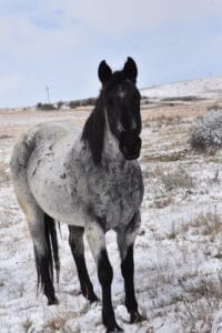 MRI Frosted Flirt