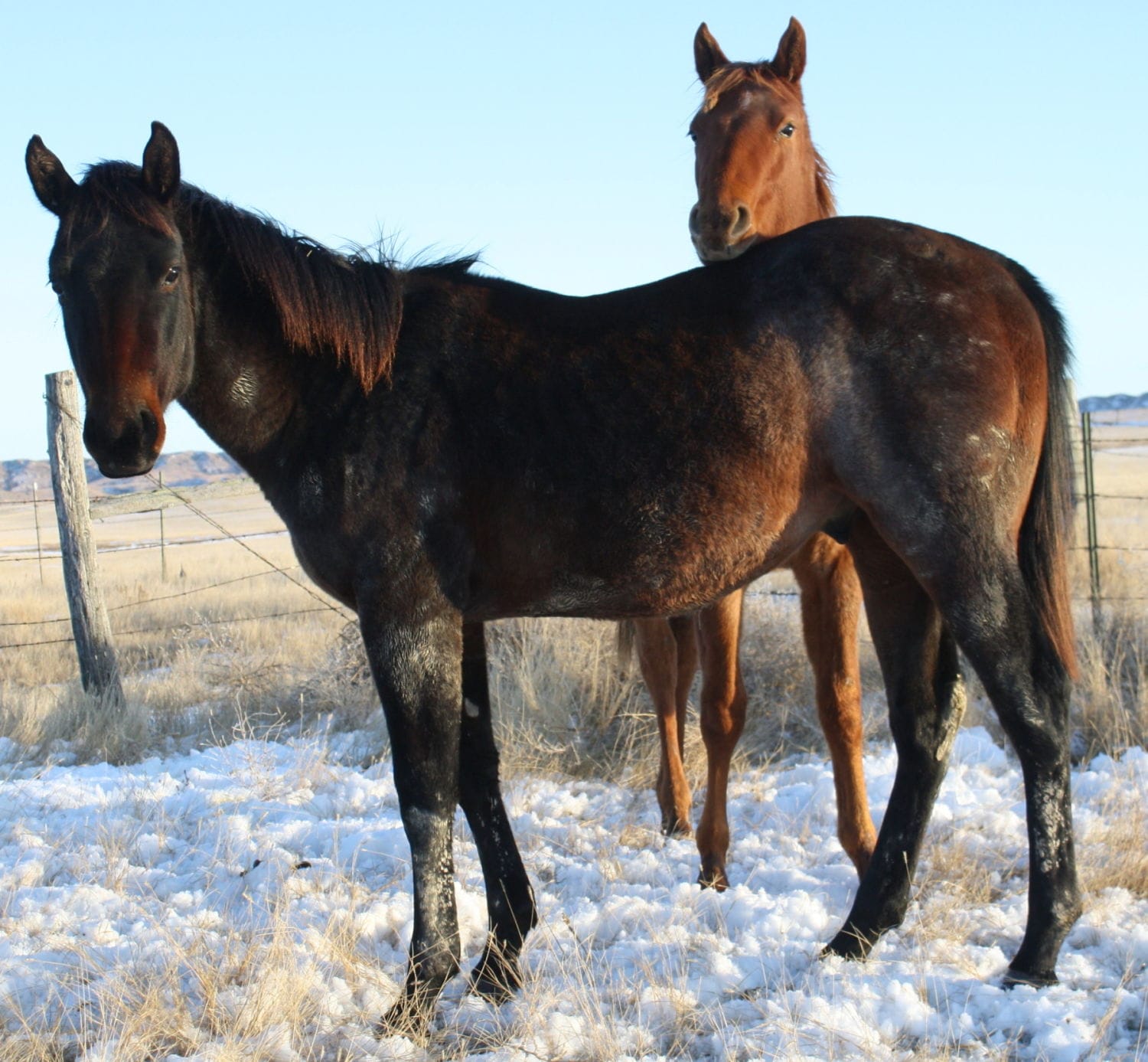 MRI Charmed Cowboy, aqha 5489766-sold