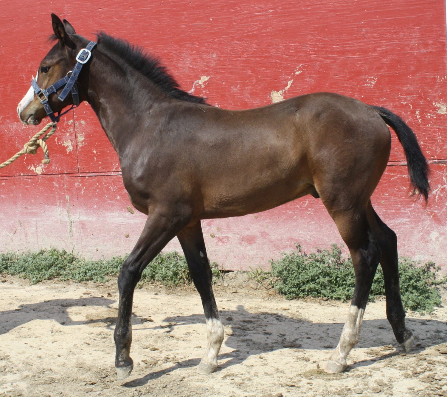 MRI Cowboy Magnum, aqha 5557462 – sold