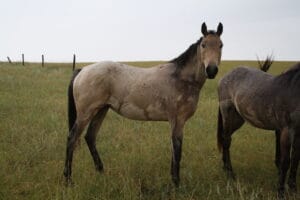 Photo taken in rain Aug 2013 to show where scars are located