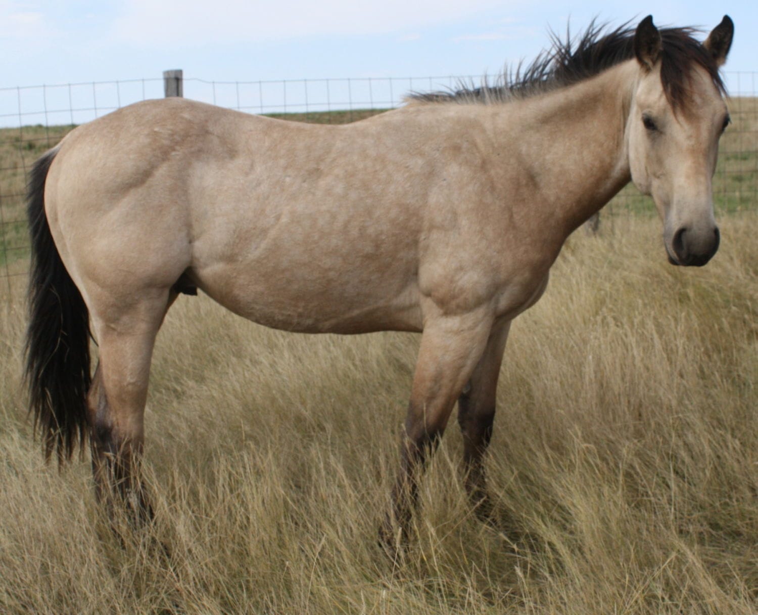 MRI Smart Suga Smoke, aqha 5567646 – sold