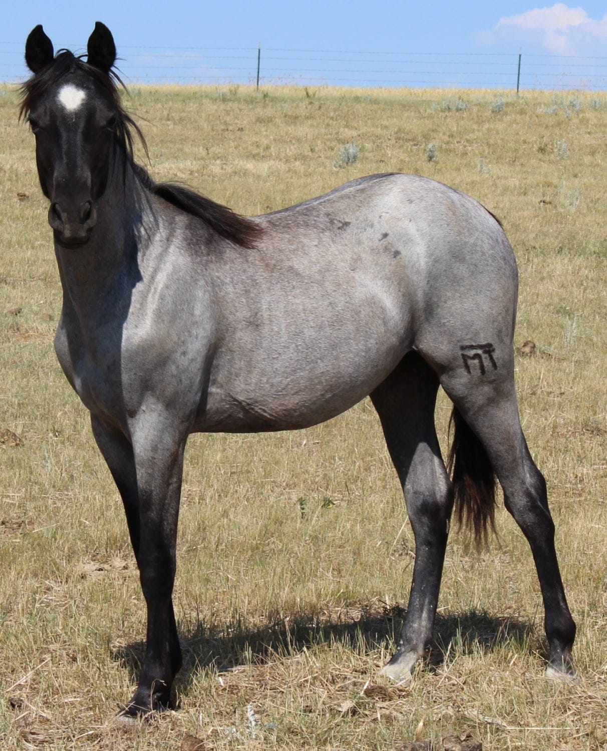 MRI Frosted Image – sold to Montana