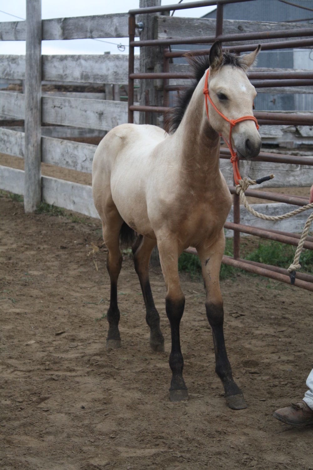 MRI Copper Buck – sold