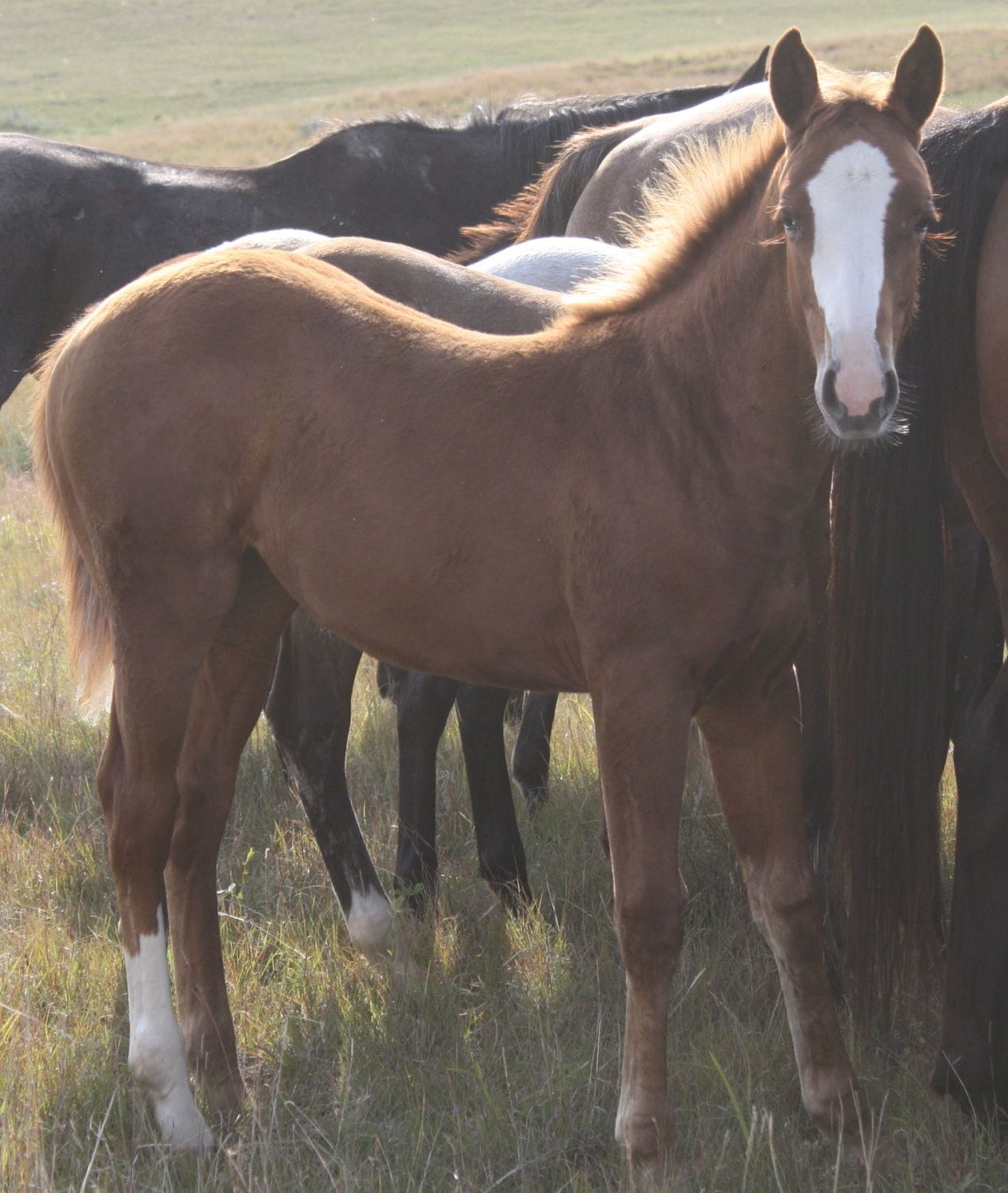 MRI Laced & Silky – sold