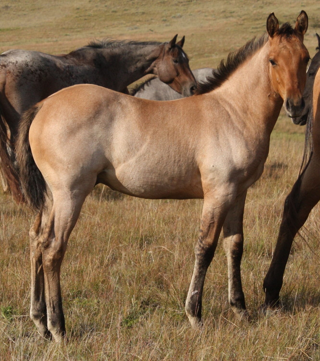 MRI Rustic Oak – sold