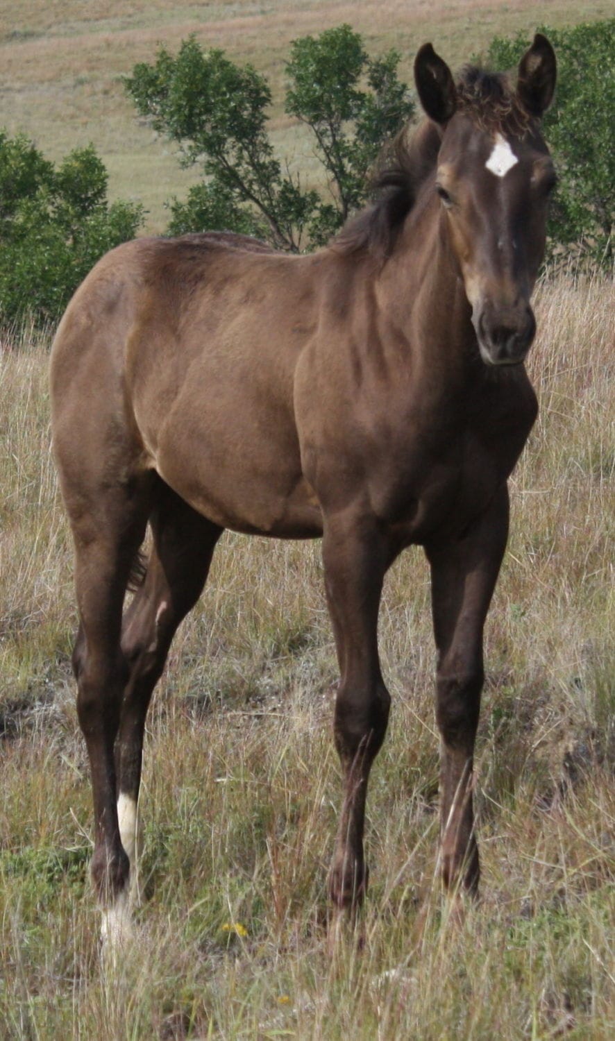 MRI Trinket Lass – sold