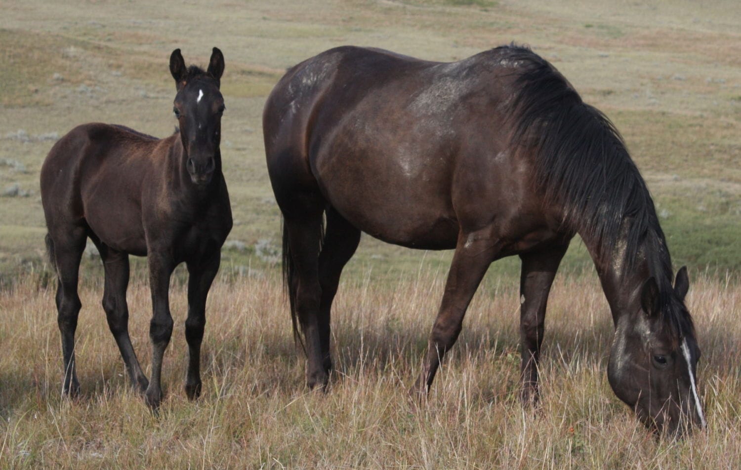 MRI Gourmet Sanrose – sold