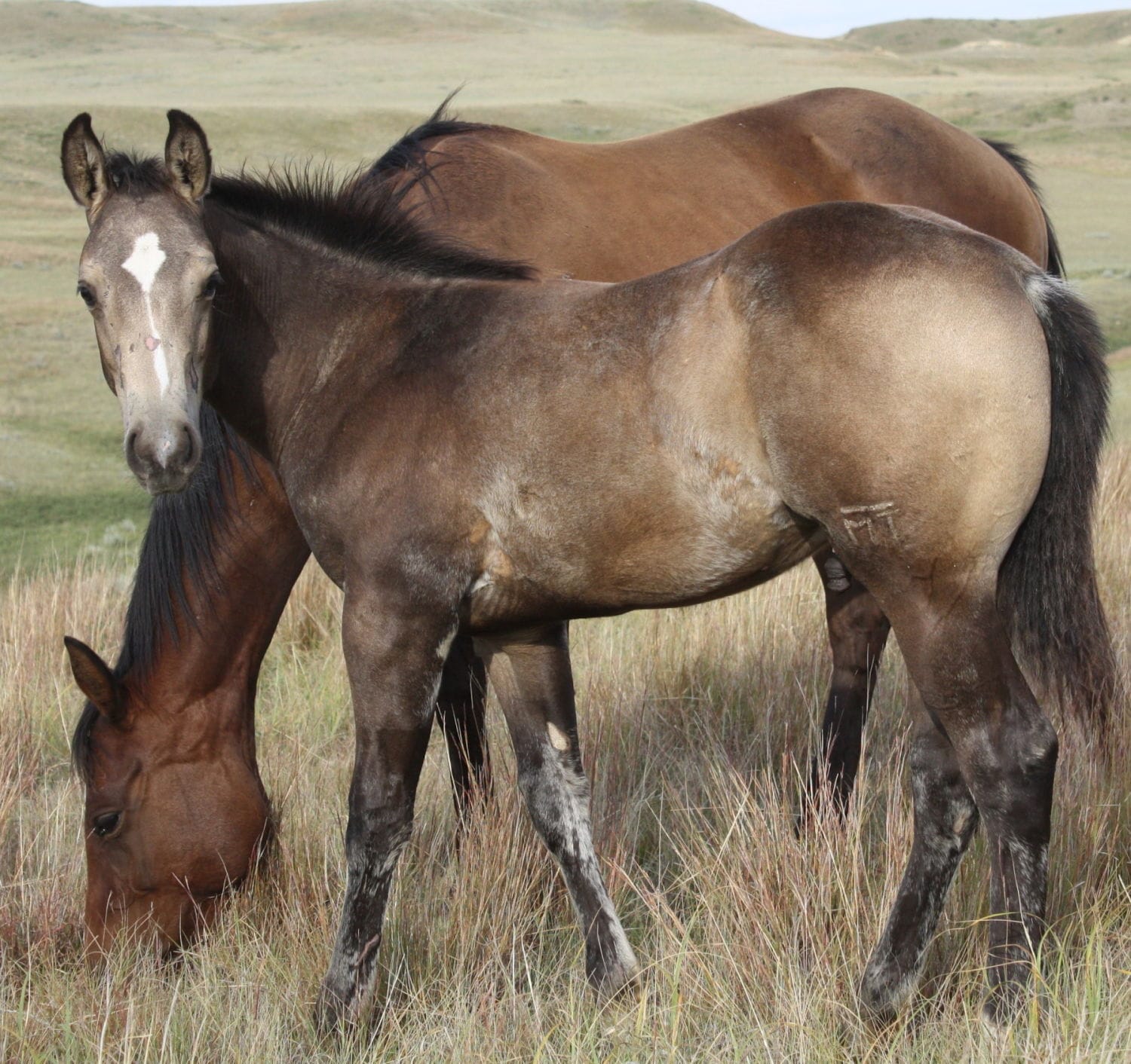 MRI Tri Derby Dallas-sold