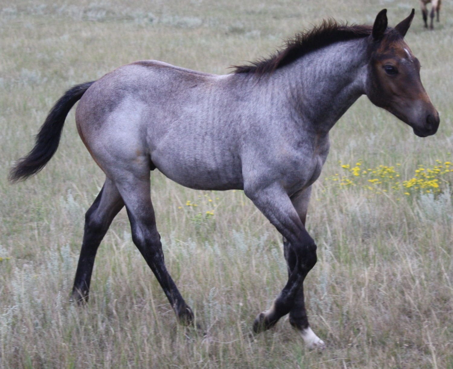 MRI KC Colonel Cowboy – sold
