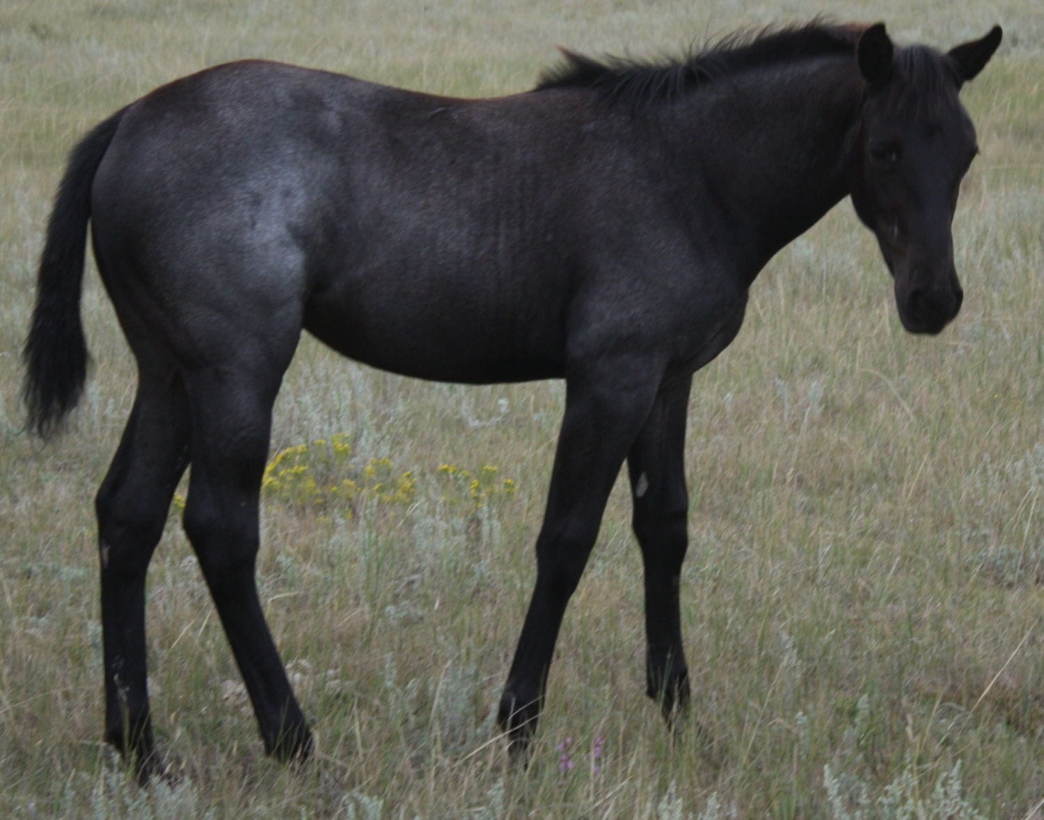 MRI Blue Passion – sold