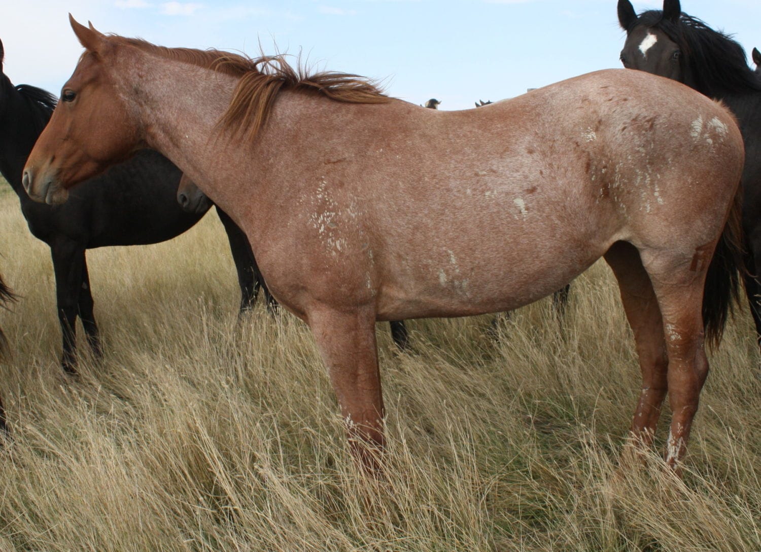 MRI Sugar and Spice – sold to Colorado