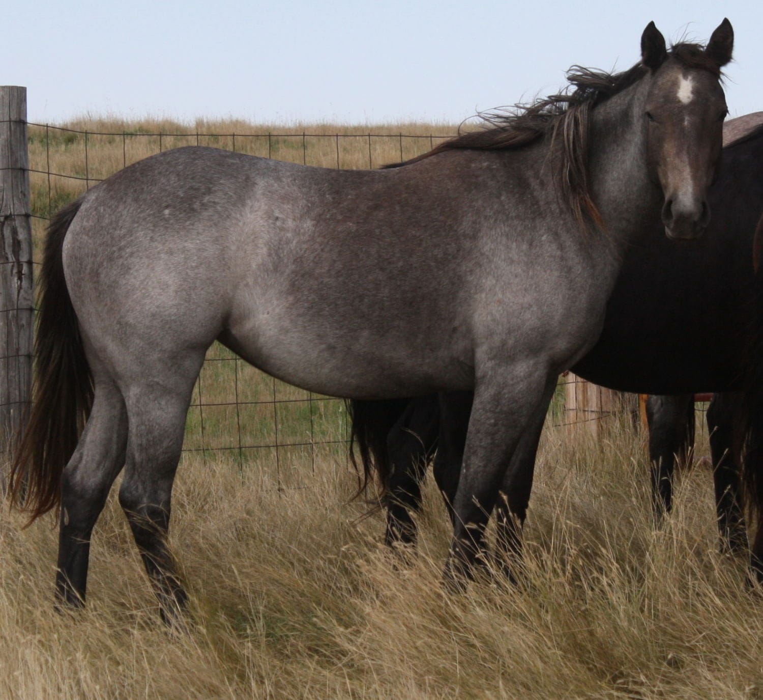 MRI Cowboy Shades, aqha 5484395 – sold