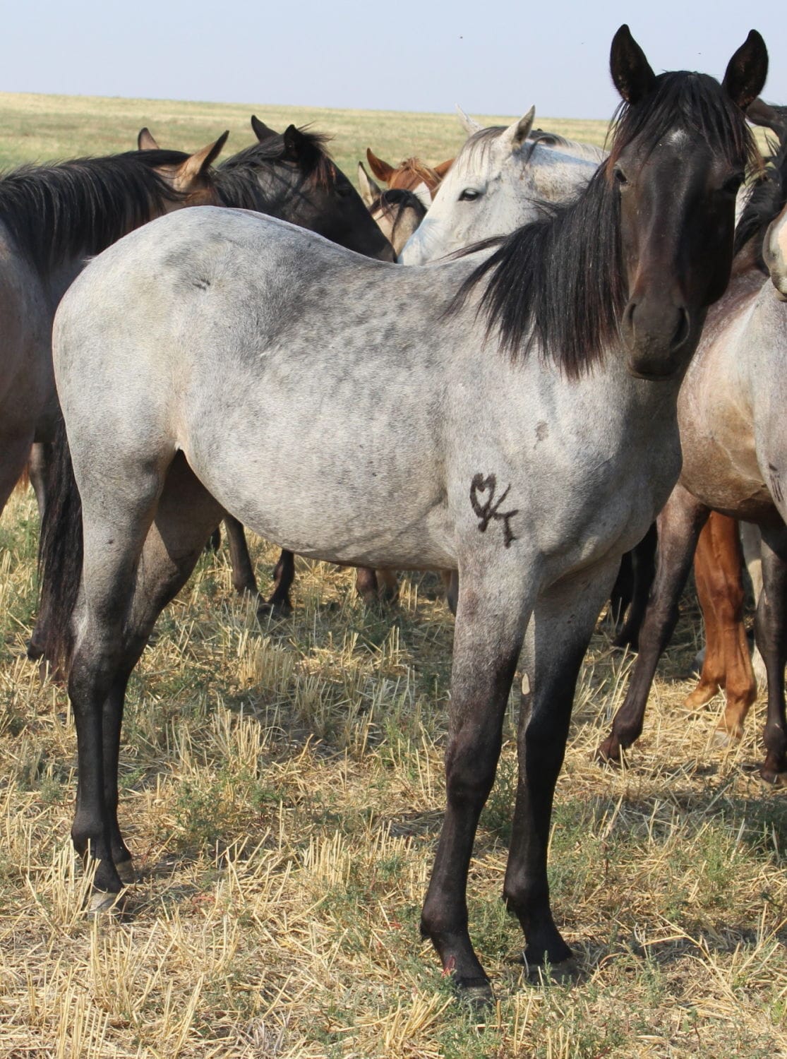 MRI Summer Surprise – sold to MT