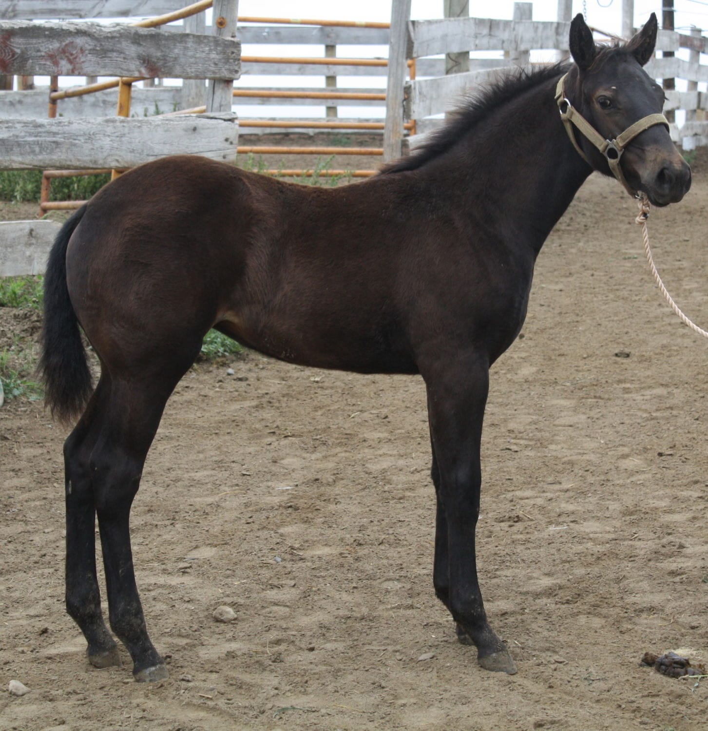 MRI Sparkin Diva – sold