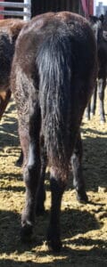 Matador_5447