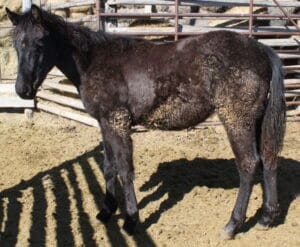 Matador_5448